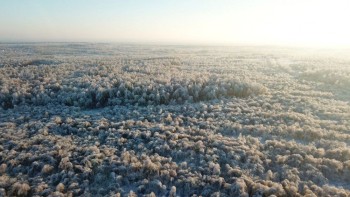 План по восстановлению лесов Нижегородской области выполнен на 100%