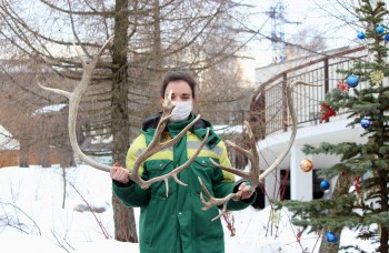 Северный олень в нижегородском зоопарке сбросил рога