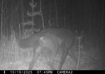 Чёрный волк замечен у Керженского заповедника