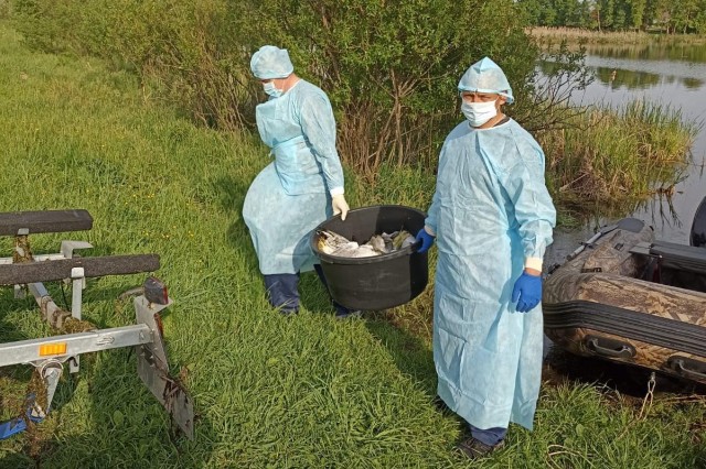 Очаг гриппа птиц купирован в Шарангском округе Нижегородской области