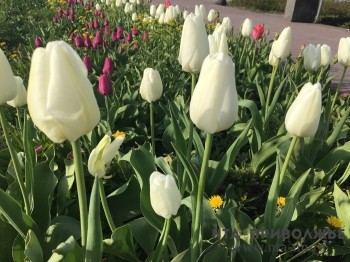 Более 600 тысяч тюльпанов выращено в Нижнем Новгороде к 8 Марта