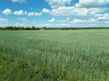 Более 98% площадей под озимые засеяны в Нижегородской области