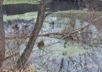 Пруд в р. п. Вознесенское Нижегородской области очистили после жалобы в соцсети