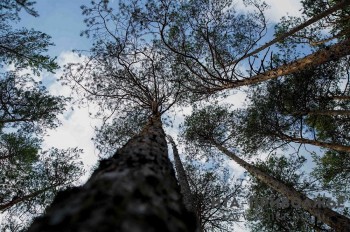 Новая техника поступила на вооружение нижегородских лесных пожарных