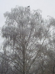 Погода в Нижегородской области в ближайшие дни существенно не изменится