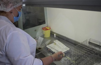 Ученые Чувашии разработали препарат для защиты коров от болезни Мортелларо