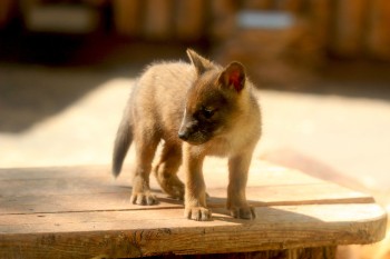 Самки японского макака и красных волков дали потомство в нижегородском зоопарке