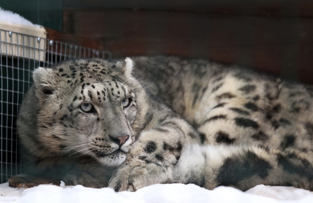 Второго снежного барса привезли в нижегородский зоопарк