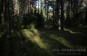 Медведя заметили на дороге Сарапульского района Удмуртии