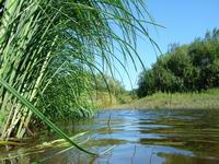С установлением аномальной жары на реках территории деятельности Верхне-Волжского УГМС наблюдается понижение уровней воды