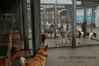 Прокуратура потребовала МСУ компенсировать нападение собаки на ребенка в Татарстане