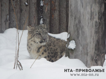 Интерактивная выставка &quot;Ирбис – кошка-невидимка&quot; откроется в нижегородском зоопарке &quot;Лимпопо&quot;