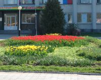 Администрация Н.Новгорода планирует к 15 июня устроить 393 цветника
