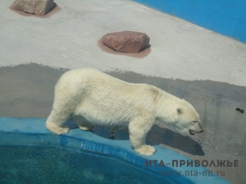 Питьевой режим для животных в нижегородском зоопарке &quot;Лимпопо&quot; увеличен в связи с жарой