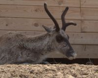 Нижегородцы смогут увидеть первого рожденного в Керженском заповеднике северного олененка в течение двух недель
