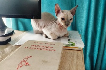 Подарок хвостатым-усатым: подборка книг специально ко Дню кошек