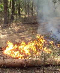В Нижегородской области по состоянию на 9 августа локализован один лесной пожар