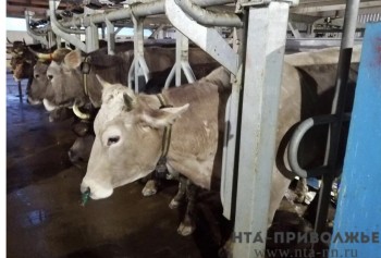 Лидеров по производству молока определили в Кировской области
