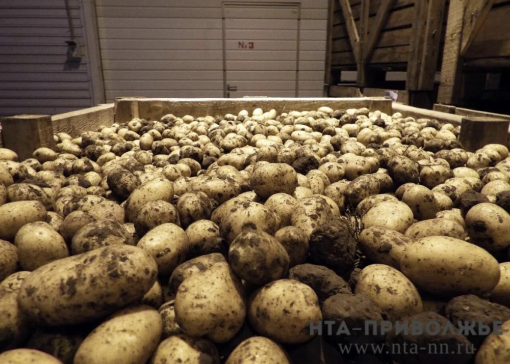 Урожай картофеля вырос в Кировской области на 36%