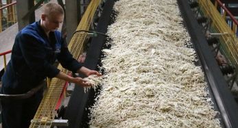 Свекловичный жом с Сергачского сахарного завода планируется отправлять в животноводческие хозяйства Нижегородской области