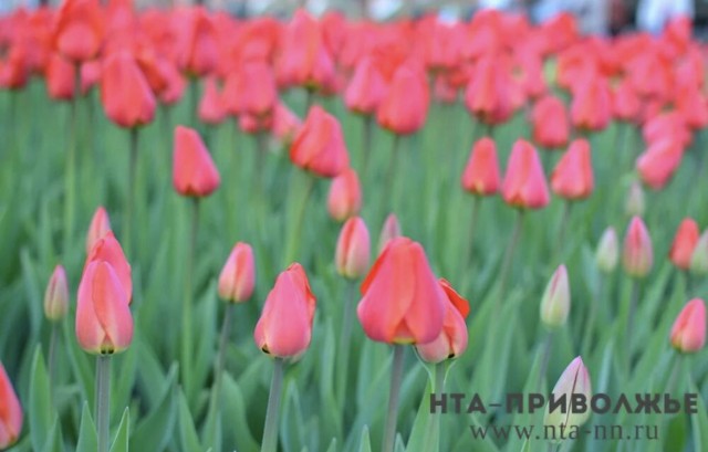 Свыше 40 млн затратят в Чебоксарах на посадку цветов в уличные клумбы