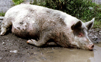 Ввозимая в Нижегородскую область с юга России свинина подлежит уничтожению – Россельхознадзор
