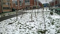 Работы по замене не прижившихся саженцев деревьев и кустарников ведутся в Чебоксарах