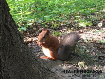 Семь человек стали жертвами нападения белок в Нижегородской области Семь человек стали жертвами нападения белок в Нижегородской области