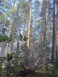 В Нижегородской области за минувшие сутки ликвидированы все лесные пожары