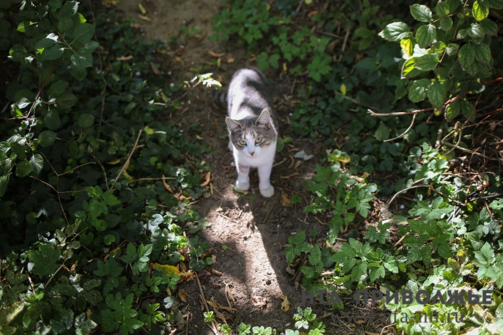 Очередной зоотеатр без лицензии выявили в ТРЦ "РИО" Саранска