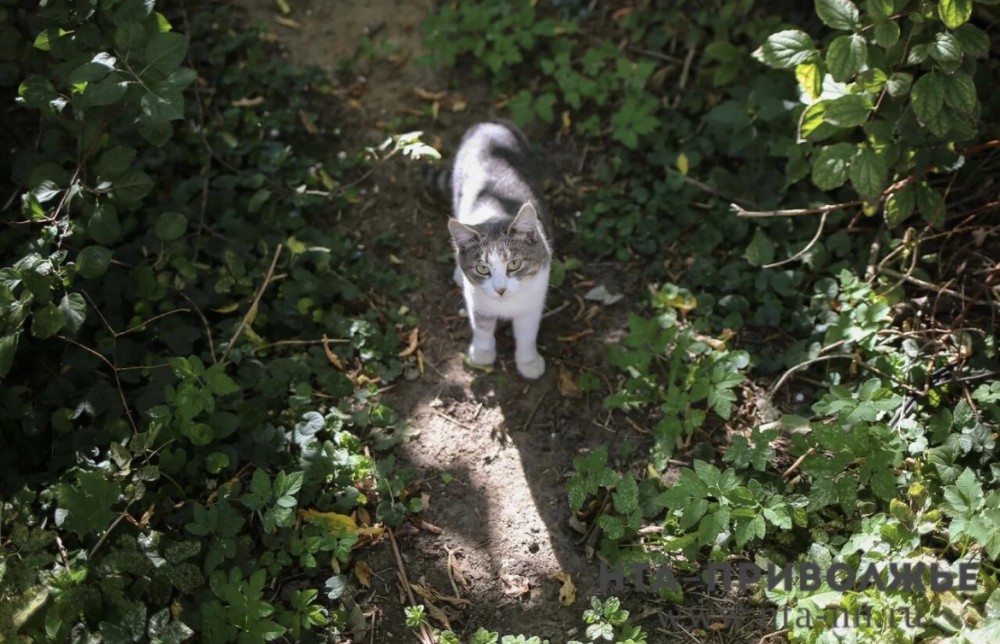 Свыше 16 млн кв. м. животноводческих помещений дезинфицировали в Чувашии