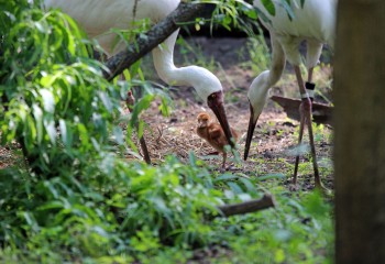 Белые журавли дали потомство в нижегородском зоопарке