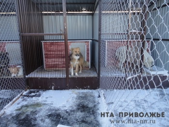 Новые правила отлова и содержания безнадзорных животных утверждены в Нижегородской области