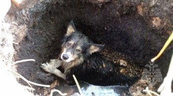 Пса спасли из люка с водой в Нижегородской области (ВИДЕО)
