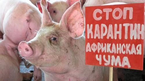 Карантин по АЧС в Хворостянском районе Самарской области продлен еще на месяц Карантин по АЧС в Хворостянском районе Самарской области продлен еще на месяц