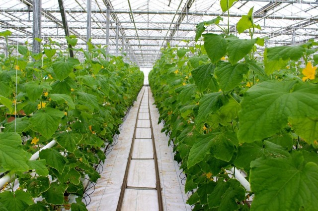 Нижегородские тепличные комбинаты в 2023 году планируют вырастить около 25 тысяч тонн овощей