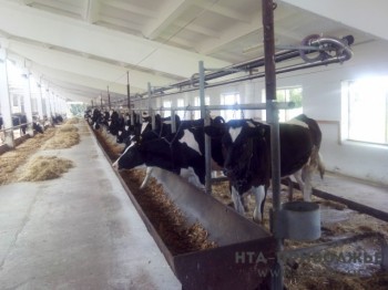 Нижегородские животноводческие предприятия за 8 месяцев увеличили производство молока на 3% 