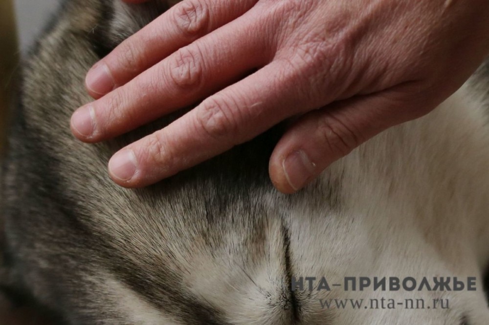 Эвтаназию бездомных животных в экстренных случаях разрешили в Татарстане