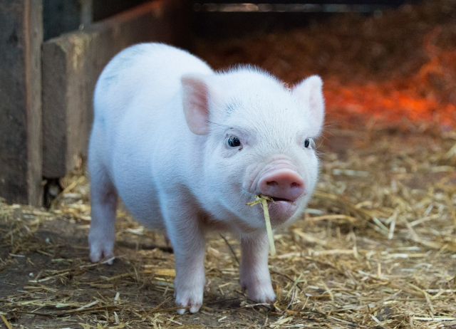 Третий с начала года случай АЧС произошёл в Нижегородской области
