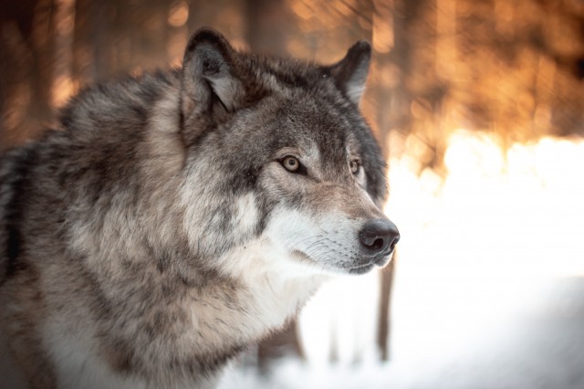 Затраты охотников на добычу волка будут компенсировать из бюджета