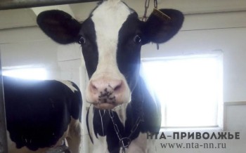 Животноводы Приволжья увеличили выпуск продукции в марте
