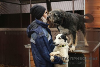 Почти 4,7 млн рублей планируется направить на отлов бездомных животных в Нижнем Новгороде в 2024 году