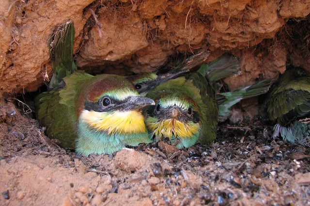 Нижегородскому орнитологу удалось сфотографировать редких птиц, занесенных в Красную книгу 