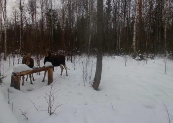 Охота на лося запрещена в Нижегородской области с 11 января