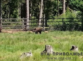 Вирус АЧС выявлен у дикого кабана в Сергачском районе Нижегородской области