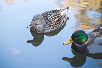 Массовая гибель водоплавающей птицы зафиксирована в Нижегородской области