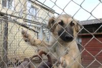 Волонтеры из Дзержинска составили петицию губернатору Нижегородской области об отмене решения властей об умерщвлении всех отловленных бродячих животных