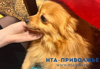 &quot;Победа&quot; разрешила возить питомцев на соседнем кресле