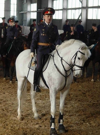 Нижегородское правительство в 2010 году направит 10,7 млн. рублей на аренду лошадей для регионального ГУВД