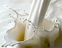 Стоимость молокопродуктов в молочных социальных магазинах на 10% ниже средней - Седов